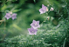 欢妮采集到❀ 花间往事 ❀