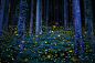 Deep forest of a fairy : The season of a firefly comes around in Japan at the beginning of a rainy season. This firefly is a species called Luciola parvula, and repeats blink. This species flies in the beautiful forest. [Hime-HOTARU] Call a firefly in Jap