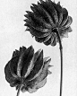 karl Blossfeldt | BLACK AND WHITE #摄影# #美图# #黑白#