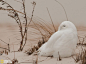 纽约长岛琼斯海滩的一只雪枭，雪白的外衣与周围环境融为一体。这一栖息地一年四季都生活着大量猛禽，吸引着无数摄影师和鸟类爱好者，其中尤以雪枭最受追捧。