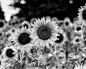 Sunflower Field in Monochrome ( Black and White ) Photo Print / Photo / Wall Art , Field ( B&W ) Sunflower / Flower Print: 