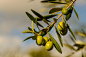 Olives by LindaJarrett on 500px