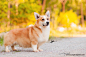 welsh corgi by Alfred M. on Flickr.