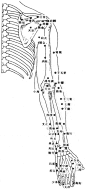 人体穴位图黑白大图版8