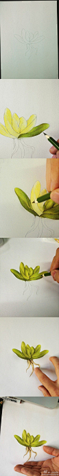 Step by step colored pencil drawing.: 