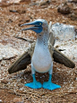 世上竟有如此魔性的生物，对了！它叫蓝脚鲣鸟！！！