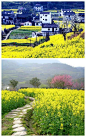 婺源——中国最美的乡村。春天婺源油菜花开，美的不像真的似的。