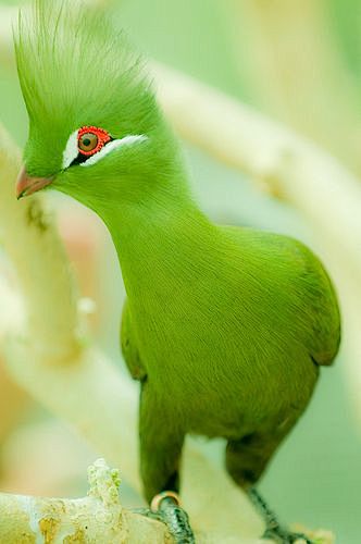 Lime Green with Spik...