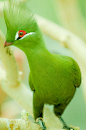 #bird #green #lime