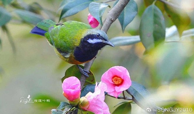 早上好！一组茶花上的鸟儿分享。 2香格里...