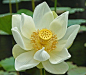 The central heart of the Lotus also has a symbolic meaning as it is thought to be pure, therefore people of good heart and soul should strive to reach the beauty of the fully opened white Lotus flower heart.