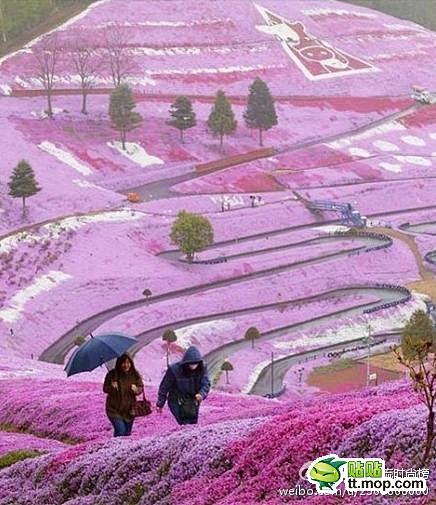 日本北海道的山坡~太美了！！！