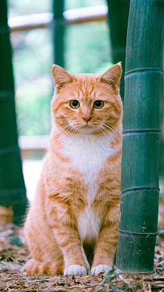 青柠hl采集到可爱的猫猫狗狗