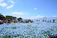 琛、（273779031）采集到设计：景观.花海