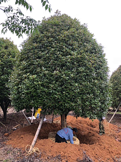 顾慕兰采集到植物品种