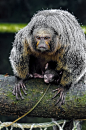 Hvidhovedet Saki abe - Saki monkey (Pithecia pithecia) by Sir. Jensen, via Flickr