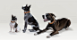 Link AKC : We worked with the American Kennel Club to create a smart collar that brings people closer to their best friends.
