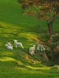 English countryside / Spring lambs on the hill