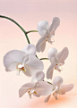 纯洁的白色蝴蝶兰|白色,纯洁,蝴蝶兰,花卉,摄影图片,图片素材,鲜花,植物,植物图片,植物照片