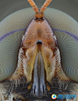 水虻
组图：摄影师微距拍摄昆虫眼睛 犹如外星来客_科技_腾讯网