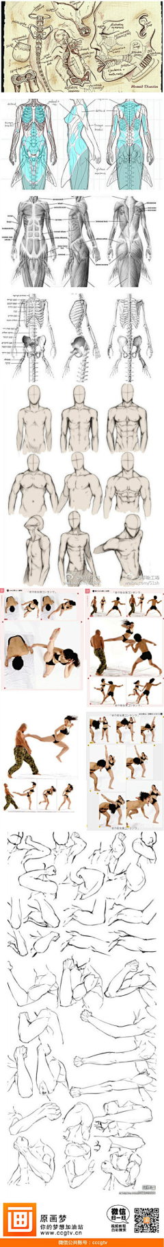 rambor_rambor采集到anatomy