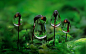 Water droplets on rough-stalked feather moss © Duncan Usher/Minden Pictures;