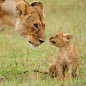 Photograph Lioness and her Cub by David Lloyd on 500px