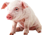 猪 家畜 免扣png透明元素 (4)
