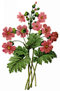 国外手绘植物花朵大全图片_1459x2200
点击浏览下一张：国外手绘植物花朵大全图片