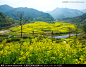 油菜花田野高山小村