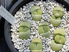 Eway元吉采集到生石花Lithops