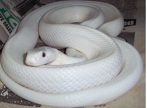 这蛇挺白的