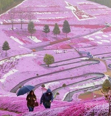 日本北海道的山坡