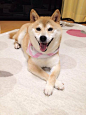 Happy at home 
ご機嫌さん
#doge