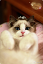 布偶猫—❤Muffie小王子~慎入哦，它有一双让人沦陷的眼睛❤ - 猫猫乐园 - 狗民网｜铃铛宠物App