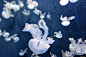 水母 水 水下 游泳 发光 白色 动物摄影图片图片壁纸