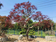 kekoukele采集到B软景——植物配置/树林