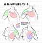 日推上，推主漫画素材工房连续发布了几条关于 肩部画法、修正肩部违和感的方法 的图示，需要的小伙伴们抓紧马起来吧~！ ​​​​