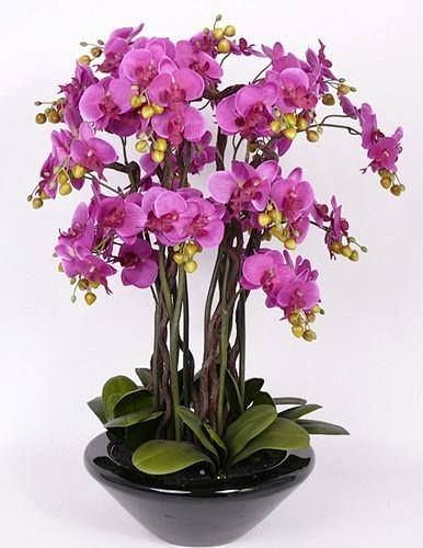 beautiful orchids