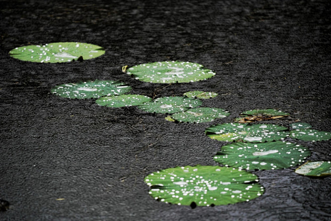 【  雨微荷气凉，轻风渡水香 …  】 ...