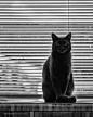 The Black Cat.