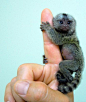 finger monkeys 640 03 jpg