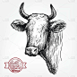 饲养牲畜。德克萨斯长角牛的头。矢量草图在白色的背景