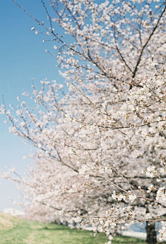 Kapoki采集到芳菲