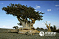 世间罕见的十种树(组图)【4. 玛土撒拉】这是一种巨大的狐尾松，生长在犹他、内华达和加州的低纬度区域。这种树生长十分缓慢，但是树叶却可以保持40年常绿。玛土撒拉是世界上寿命最长的无性系树木，有4843年之久的一棵生长在加州怀特山。古代树木是研究历史的一种很好的工具，但是下面的这些树木不仅可以提供研究历史的素材，还可以让你大开眼见，各种颜色，各种形状，每棵树都有自己的特点。