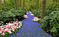 探访世界最大花园：700万株美丽花朵怒放