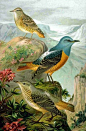 Common Rock Thrush (Monticola saxatilis)(1905) by Johann Friedrich Naumann