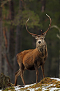 Red Stag