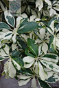 【花叶鸭脚木】花叶鹅掌藤 Schefflera arboricola Hay. cv. variegata 中国植物图像库