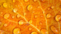 General 1920x1080 nature plants leaves macro closeup water drops veins orange